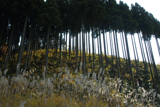 c0093046_2248637.gif