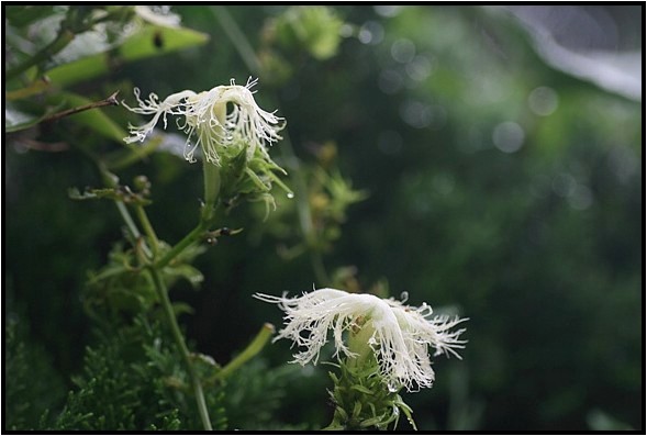 雨上がりのキカラスウリ 野草風薫