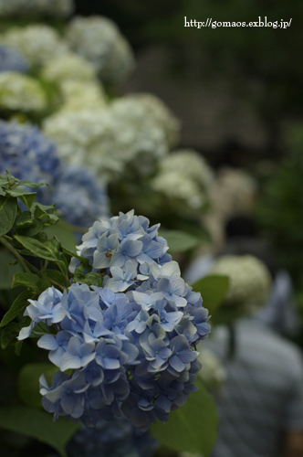 鎌倉で紫陽花撮影会♪　前編_f0140647_1265646.jpg