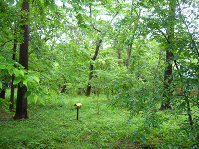 b0045357_43498.jpg