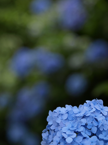 Hydrangea　１_c0077361_015985.jpg