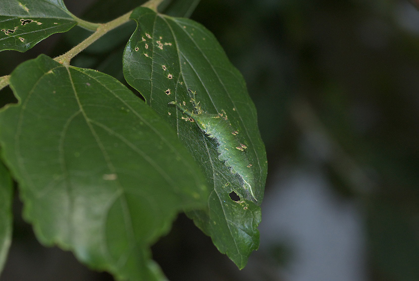 アカボシゴマダラ第2化幼虫（6月21日）_f0090680_23382378.jpg