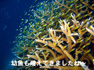 ああ、大雨です… パラダイスへ行きたかった…_f0144385_23214531.jpg
