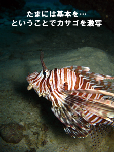 ああ、大雨です… パラダイスへ行きたかった…_f0144385_2322857.jpg