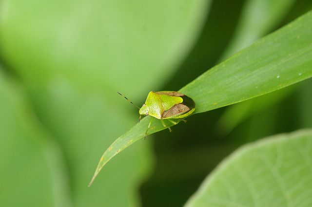 ■　カメムシ３種　　　08.6.24　　　（アカスジカメムシ、クサギカメムシ、チャバネアオカメムシ）_e0070891_2353915.jpg