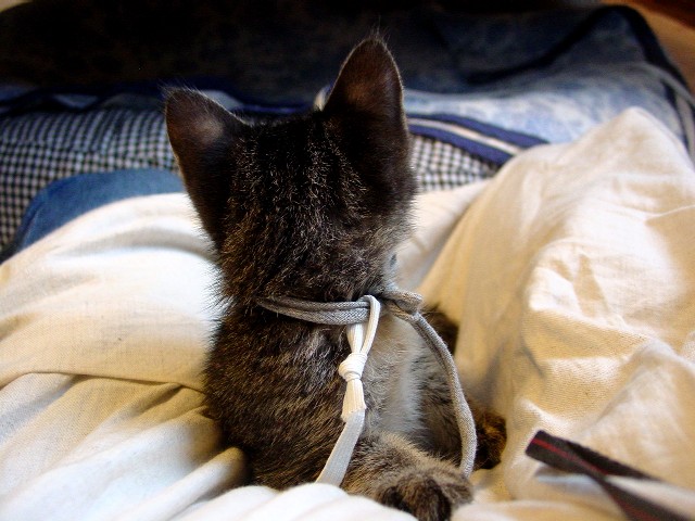 d0071596_21532536.jpg
