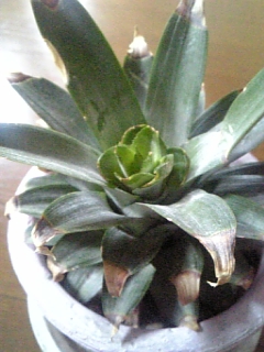 c0092803_8354570.jpg
