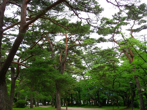 刈穂・平成20年金賞受賞酒 大吟醸原酒（08-06-25 WED.）_c0084908_2251136.jpg