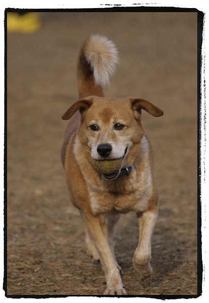 走馬撮犬 走る馬から犬を撮る 巣鴨長日 Sugamo Days