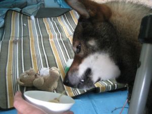 平湯温泉１泊キャンプ（てっちゃん偽装疑惑の肉を食べる・・・・の巻）_f0143123_20472423.jpg