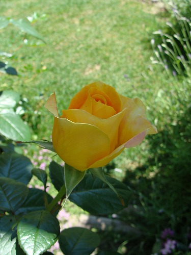 f0170524_13195345.jpg