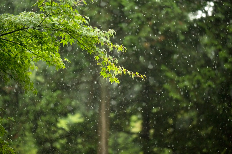 にわか雨。_e0058628_7482199.jpg