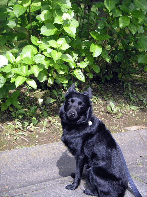 d0049135_15373330.gif