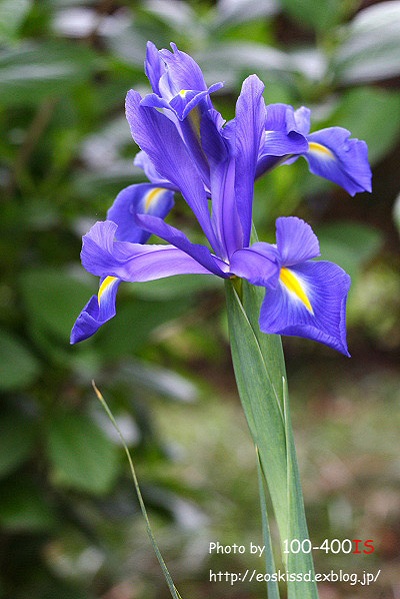 《花》　オランダアヤメ　50mm+EF12（川口グリーンセンター）_c0080036_23301.jpg