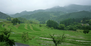 大山千枚田の風景_a0044453_8563710.gif