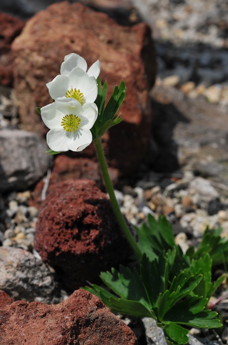 麦草峠の花　その２_c0050853_20394043.jpg