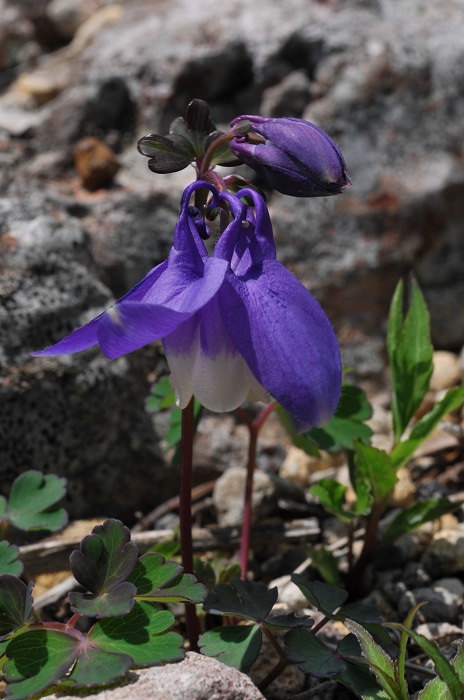 麦草峠の花　その２_c0050853_20401250.jpg