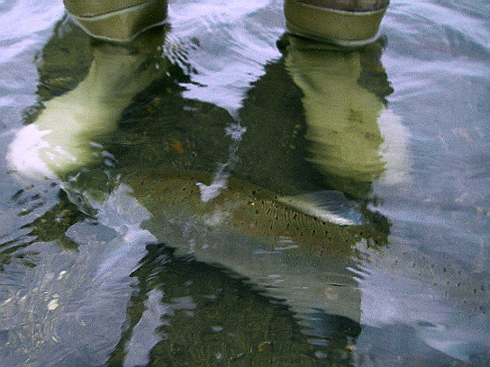 　６月２５日　　跳ねる魚と推定無罪。_f0084561_15544415.jpg