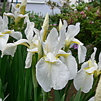a0050669_43424.jpg