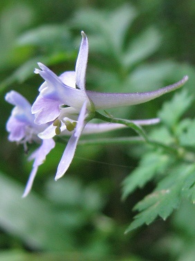 セリバヒエンソウ(芹葉飛燕草)_c0085874_233214.jpg