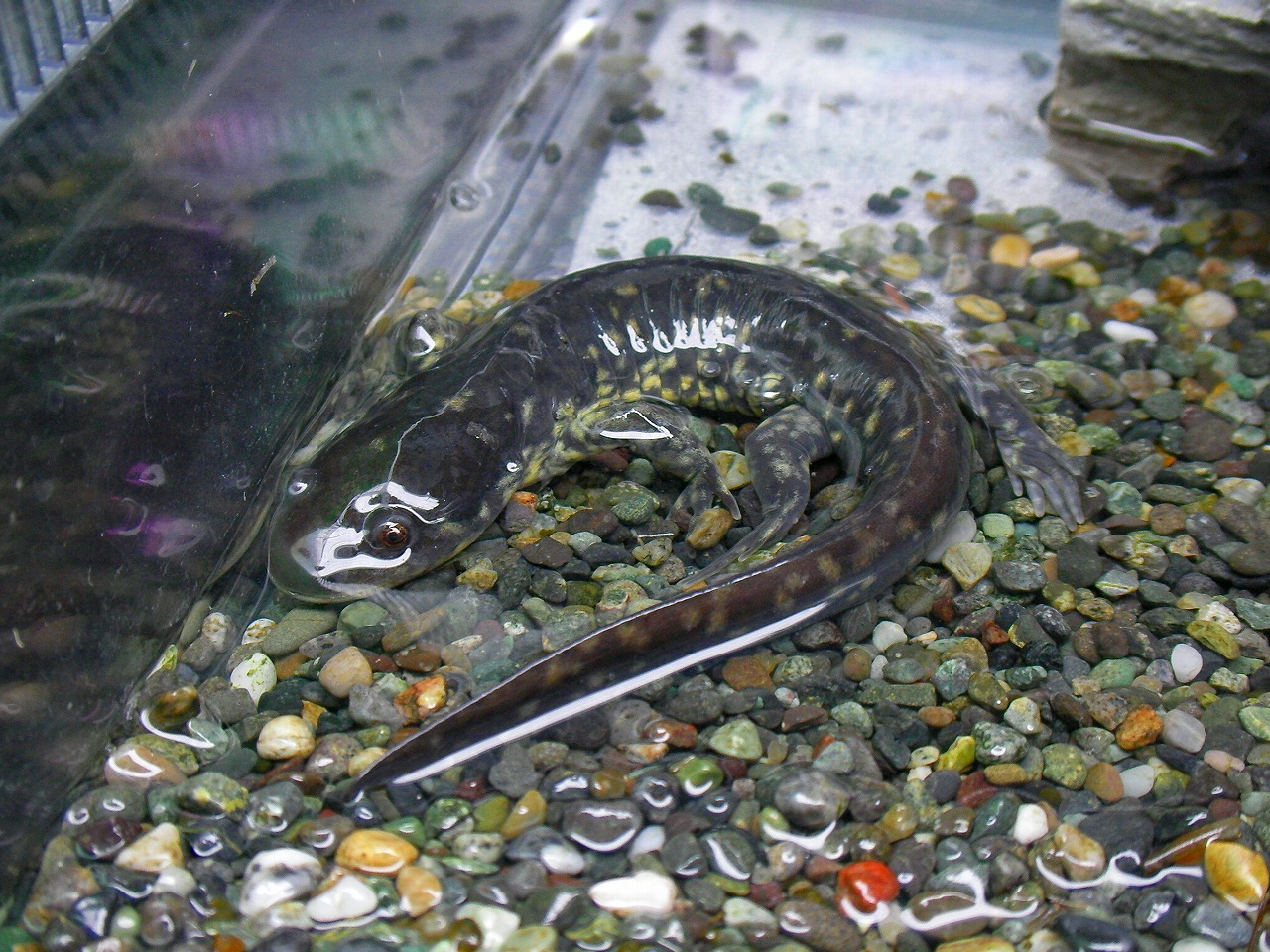 Mex Amphibians 名東ペポニスタッフブログ Mex Amphibians 名東ペポニスタッフブログ