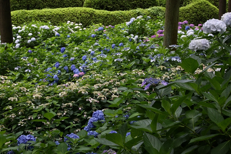 三室戸寺　紫陽花_f0144289_1954263.jpg