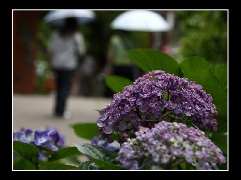 三室戸寺　紫陽花_f0144289_1958961.jpg