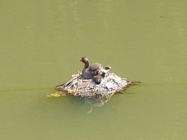 カイツブリの子育て_b0101293_8231382.jpg