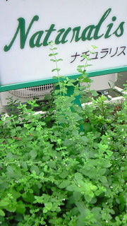 d0030693_20131868.jpg