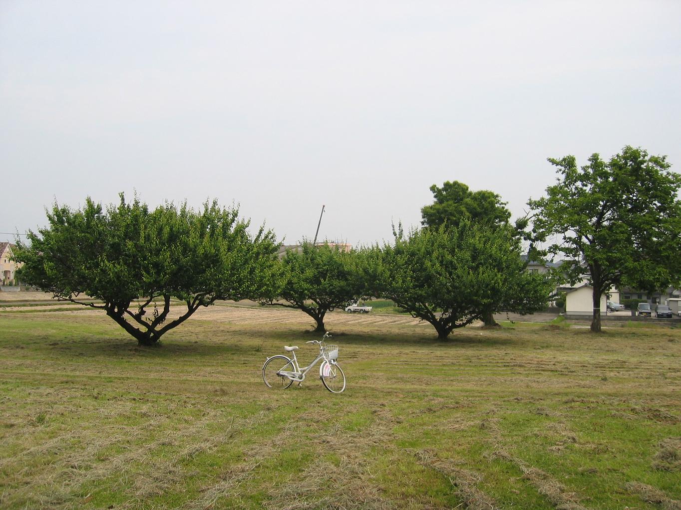 九州に行ってきました！～大宰府を自転車で_f0010195_065774.jpg