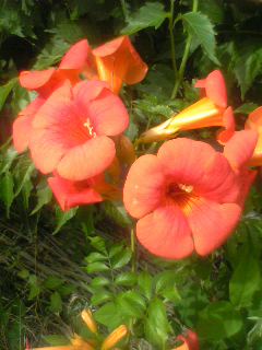 c0097806_081792.jpg