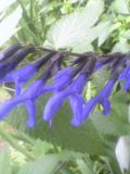 c0097806_084184.jpg