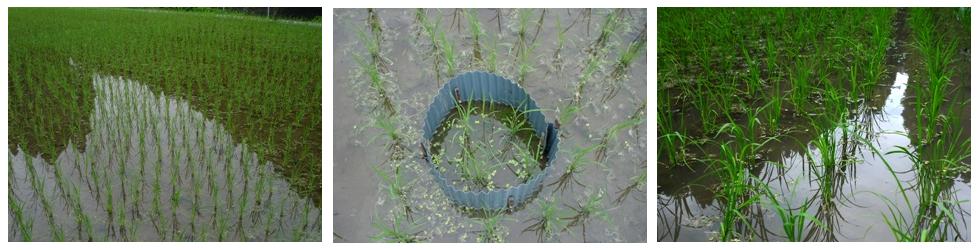 昨日、針畑筋の雨の降りかた　　朽木小川・気象台より　　_c0044819_7541258.jpg