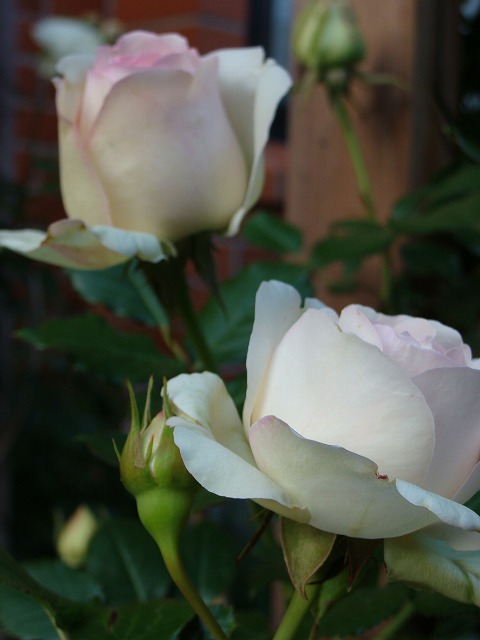f0170524_1345232.jpg