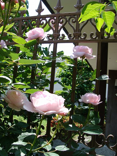 f0170524_1413326.jpg