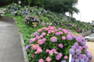 粟井神社のあじさい（その１）（香川県観音寺市）_c0034228_228456.jpg