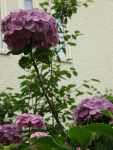 またまた紫陽花_f0034638_18292090.jpg