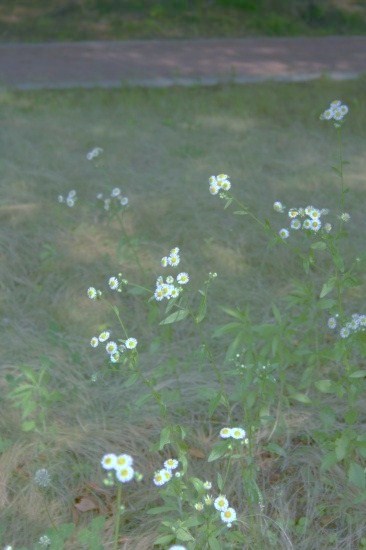 e0126350_23315413.jpg