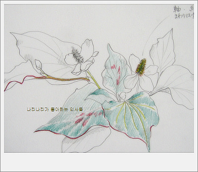 スケッチ どくだみ 鉛筆 色鉛筆 ナリナリの好きな仁寺洞
