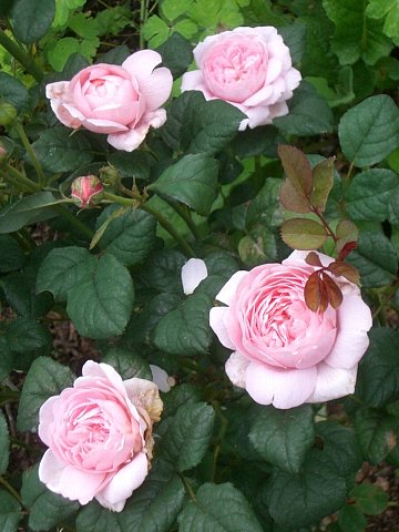 e0017562_929416.jpg