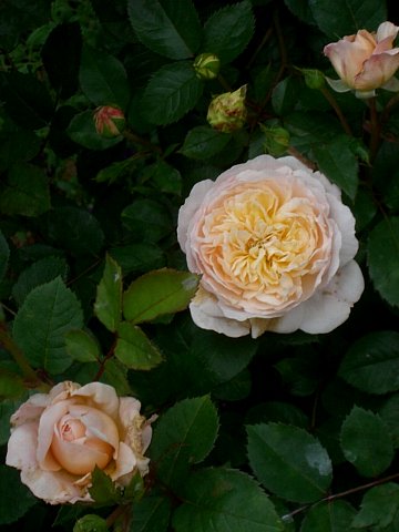 e0017562_9334068.jpg