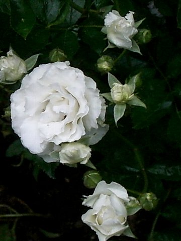 e0017562_9353774.jpg
