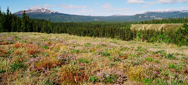 c0059463_19105897.jpg