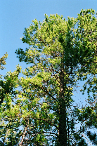 c0059463_19331166.jpg