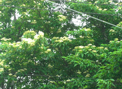 a0086067_9563239.gif