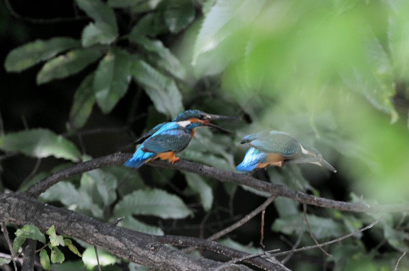カワセミ_f0053272_1418489.jpg