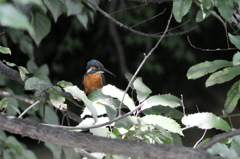 カワセミ_f0053272_14205813.jpg