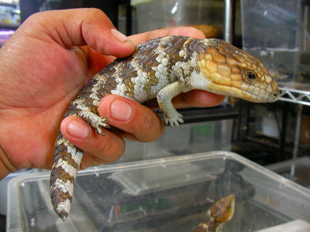 Shark Bay Shingleback Skink 名東ペポニスタッフブログ