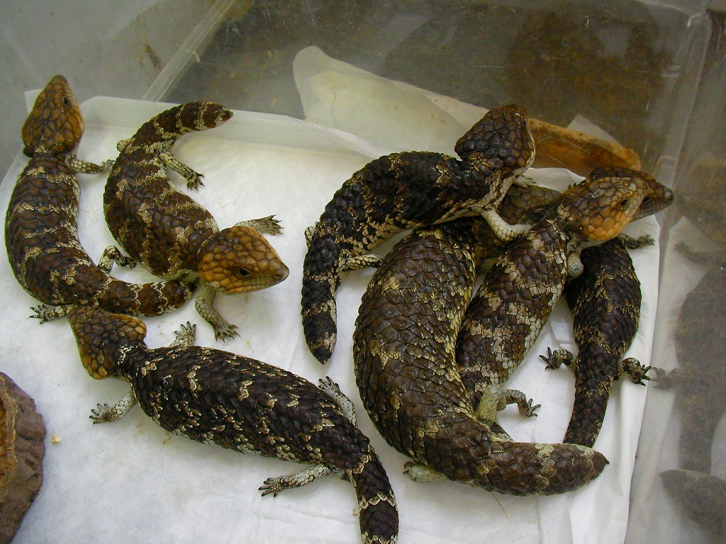 Shark Bay Shingleback Skink 名東ペポニスタッフブログ