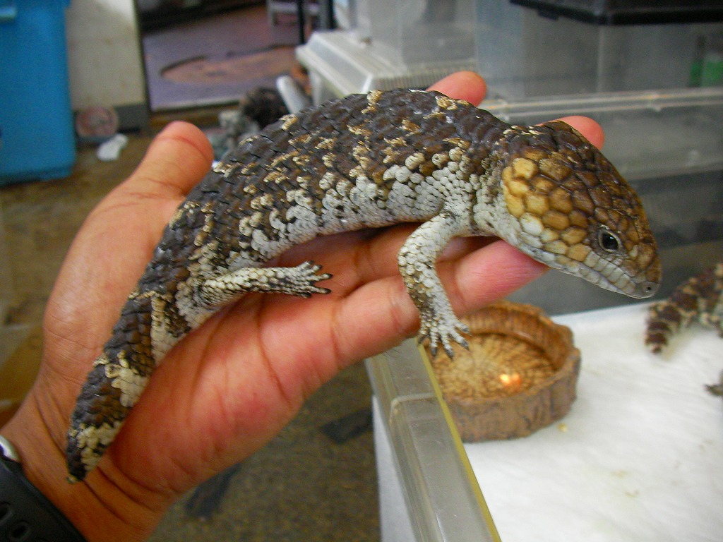 Shark Bay Shingleback Skink 名東ペポニスタッフブログ